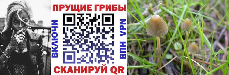 дарнет шоп  Ачхой-Мартан  Галлюциногенные грибы GOLDEN TEACHER 